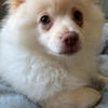 Eight months old Pomeranian