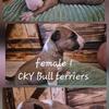 Akc female Bull terrier puppies
