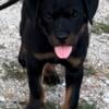 Rottweiler Pups available!