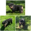 German Rottweiler pups