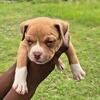 American Bully Puppies !!!!!!