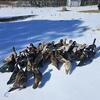 Show quality Moscovy ducks