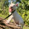 male bull terrier ready to go