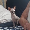 Sphynx female cat, TICA registered. 3yrs old, blue eyes, seal n white