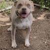 Abkc reg champagne tri female almost a year old 
