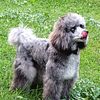 AKC Moyen Merle Poodle - STUD - Not like others! Look at the colors and patterns this boy throws!