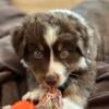 Australian Shepherd Puppy for sale 