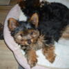Bobby, Small Yorkie Male Pup in Iowa