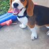 Beagle 6mths.