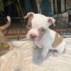 Pied Tri Tone Merle Bully XL