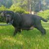 Neapolitan mastiff puppies