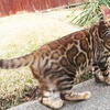 BROWN SPOTTED MALE BENGAL - 6 months