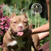 Pocket American Bully Female