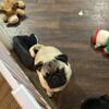 18 month old Pug Boy for Rehoming