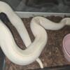 Puma Ball Python 4 Sale