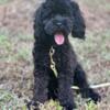 Fully trained, vetted, F1 male cockapoo, 6 months