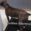 AKC Boxer Puppies