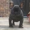 Mini male French bulldog