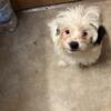 Maltipoo boy puppies For Rehoming to Forever Homes