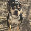 American Tri Merle bully puppies for the lows
