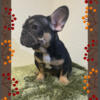 Puppy French bulldog  Male