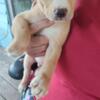 Trainable puppies. Adoption fee $20. 7 week old puppies Labrador retriever mix