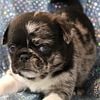 Pugs Rare Pandas, Merles, and White All parents  AKC & ACA Genetic Tested and Health Guaranteed