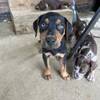 Catahoula Puppies for sale Central KY