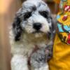 Hank - F1B Male Ohio Cockapoo  - Shipping Available! - Non Shedding - Hypoallergenic