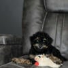 4 1/2 month old mini poodle