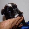 Imperial Shih Tzu Puppies 