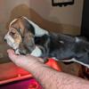 Basset Hound Puppies