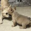 Lilac fawn testable fluffy carrier maleFrench Bulldog puppy