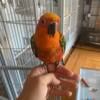 Jenday conure for sale