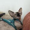 Bambino sphynx female cat 3 years