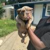 Handsome English Bulldogs Available