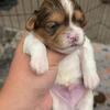 Cavapoo/Shih Tzu puppies