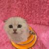 Scottish Fold boy. Very Friendly 🥰