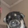 Full Blooded German Shepherd Puppies