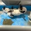 Black and white bunnies for sale.