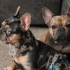 Blue Fawn French Bulldog