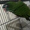 Blue Crown Conure- male