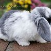 Holland lop bunnies due this Month  Health Warranty | Care Packet | Pedigrees available