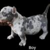 Exotic Bully Pups Available