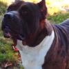 Xl American bully merle