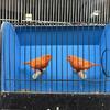 2025 birds.