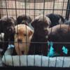 AKC labrador retriever puppies