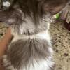 Purebred European Maine Coon blue smoke bicolor RARE female 