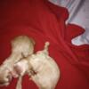 Pompoos puppies for sale