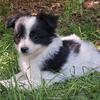 TUX ***HAS BEEN ADOPTED*** Toy Aussie Pom x Long Coated Chihuahua